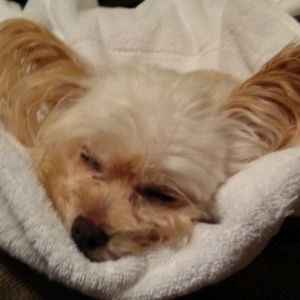 Meet your Posher, Lisa